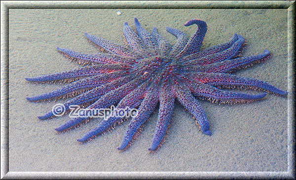 In einem Tide Pool auf die Flut wartender Sunflower Sea Star