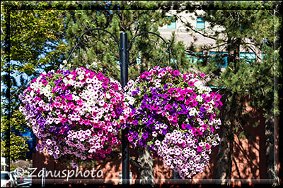 Blumenschmuck am Visitor Center