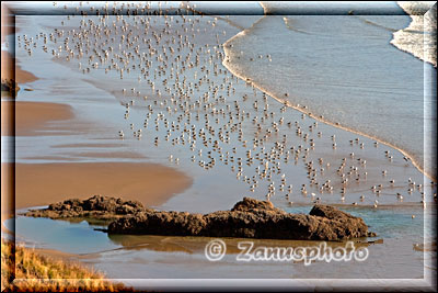 Wasservögel unterhalb des Ecola State Parks