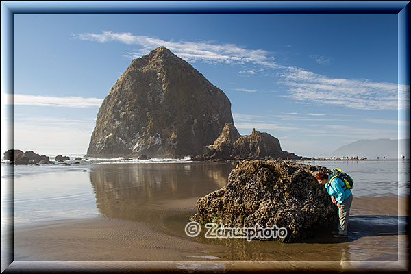 Tidepool mit Haystack Rock