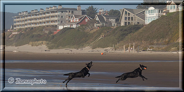 Hund beim Ballfangen an der Beach