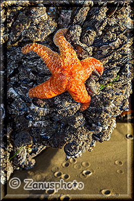 Tidepool mit Sea Stern