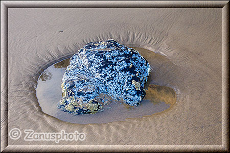 Tidepools an der Beach