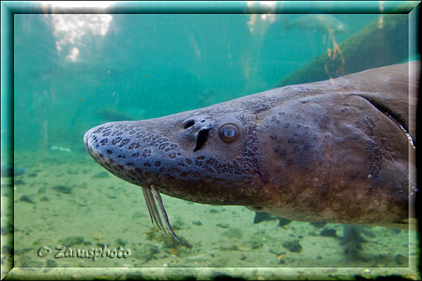 Aquarium der Hatchery