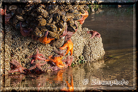 In verschiedenen Farben hängen Sea Stars an einem Felsblock