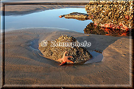 Bei Low Tide ein roter Seestern am Felsen