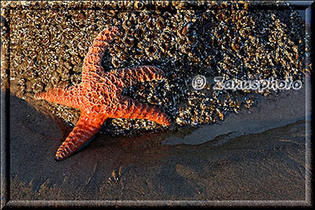 Seestern halb im Wasser bei Low Tide