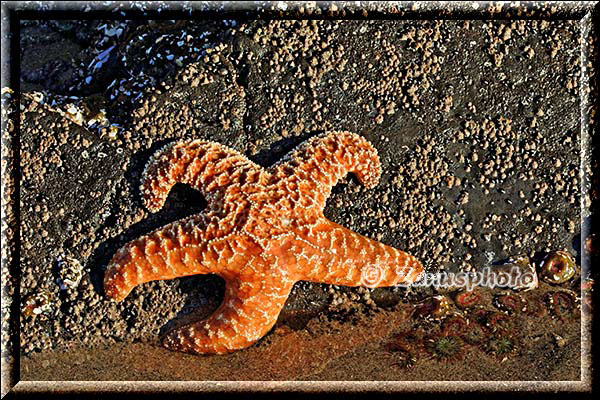 Sunset hinter einem Sea Stack nahe Cannon Beach