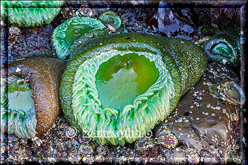 Wie aus einem grünen Auge schaut uns die See Anemone an