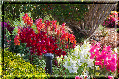 Bunte Blüten auch noch im Herbst