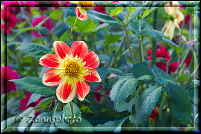 Nahaufnahme einer Blüte