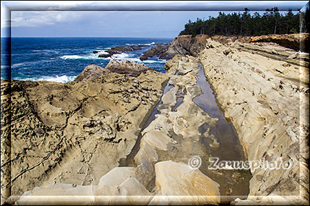 Küstenfelsen nahe Shore Acres