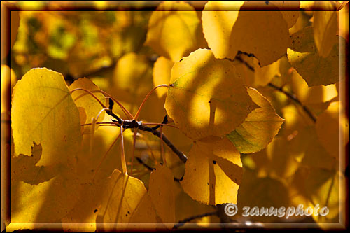 Aspenblätter im Herbst