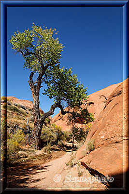 Ein Baum steht am Rande des Trails