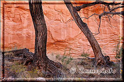 Baumschatten an roter Canyonwand