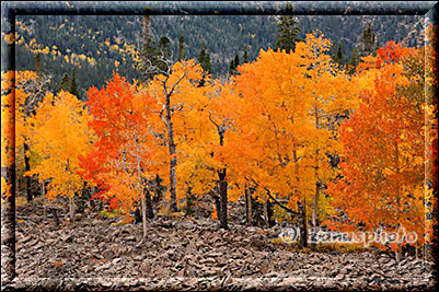 Wie leuchtendes Feuer stehen diese Aspen am Rande der Road