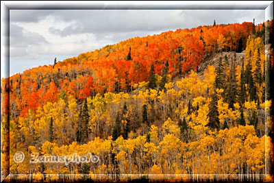 Waldhang mit gelben und roten Aspen