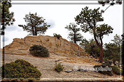 Felshügel im lichten Wald an der Hells Backbone Road