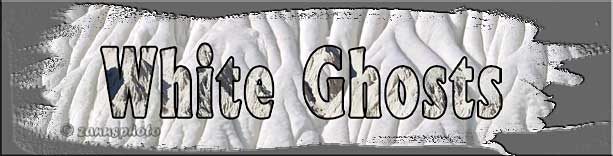 Titelbild der Webseite White Ghosts Titelbild der Webseite White Ghosts