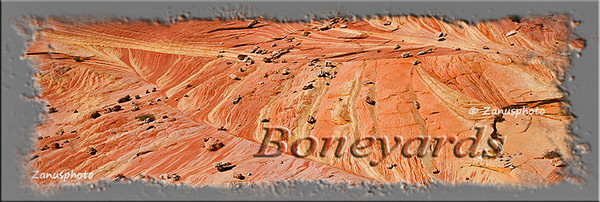 Titelbild der Webseite Boneyards Titelbild der Webseite Boneyards