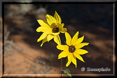 Gelbe Margerittenblume