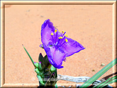 Blühende Blume violet