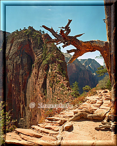 Ab hier beginnt die Kletterei in der Felswand nach Angels Landing