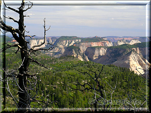 View zu den Gipfeln im Zion