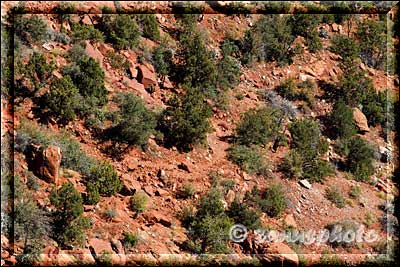 Pfadspur am Hang zum Canyon