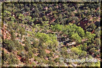 Blick in den Canyon des Left Fork Creeks