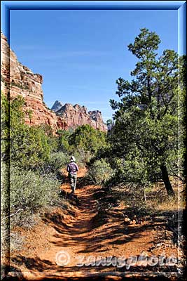 Durch lichten Wald zum Canyon