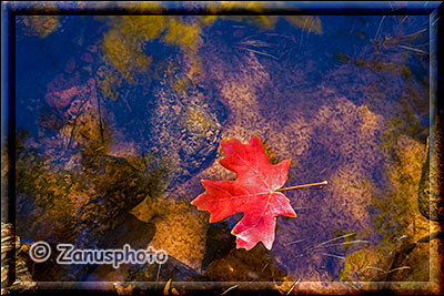 Herbstlich gefärbtes Blatt im Wasser