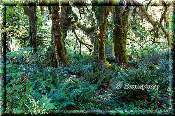 Unterwegs auf dem Spruce Trail im Regenwald