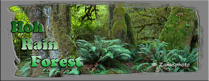Titelbild der Webseite Hoh Rain Forest