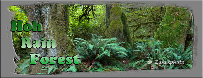 Titelbild der Webseite Hoh Rain Forest Titelbild der Webseite Hoh Rain Forest