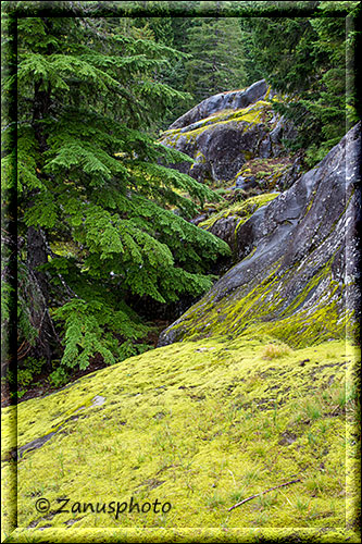 Tannen, Felsen und gelbliche Wiese am Box Canyon