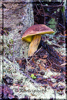 Steinpilz am Rande eines Baumstammes