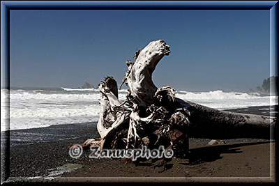 Baumstamm mit Wurzelbereich an der Beach