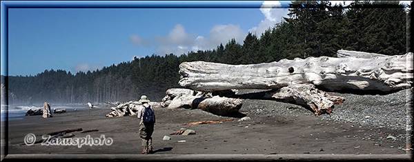 Baumstamm aus Treibholz an der Rialto Beach