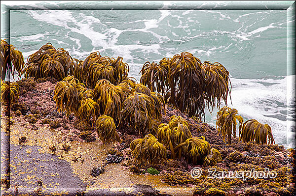 Salt Point State Park, direkt an der Beach eine Kelbpflanzen Ansammlung