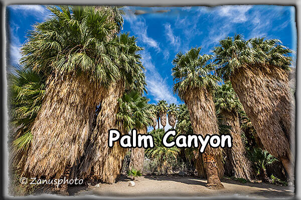 Palm Canyon, heute kommen wir in den Palm Canyon in Californien