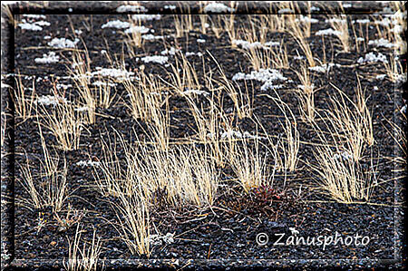 Craters of the Moon, vertrocknete Grasbüschel sind im Lavafeld zu finden