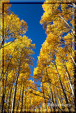 Maroon Bells Lake, über uns ist blauer Himmel und es sind gelbe Aspen zu sehen