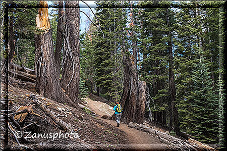 Yosemite Park, auf diesem Waldweg laufen wir zum Sentinel Dom hinauf