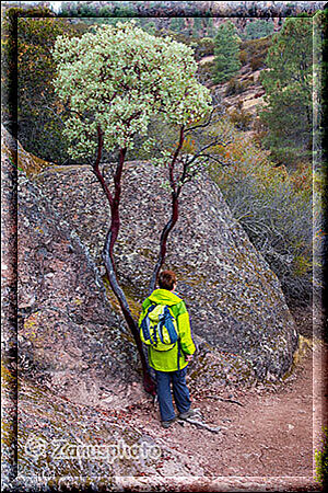 Pinnacles National Park, der Weiterweg führt uns wieder durch schöne Natur