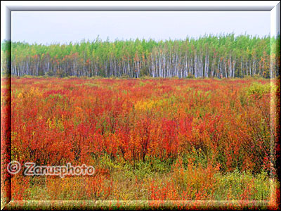 Erste Büsche am Rand des Highway in Indian Summer Farben