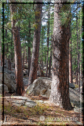Devils Tower, auch im Wald sind wir immer wieder beeindruckt welche Baumansichten es hier gibt