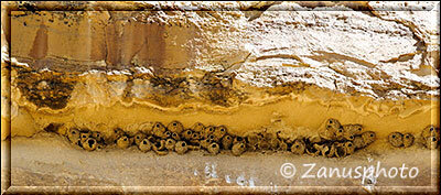 Chaco Canyon, viele Vogelnester an einer Felswand