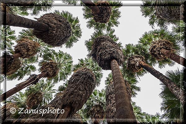 Palm Canyon, unser Blick geht jetzt hier nach oben zum Blätterdach