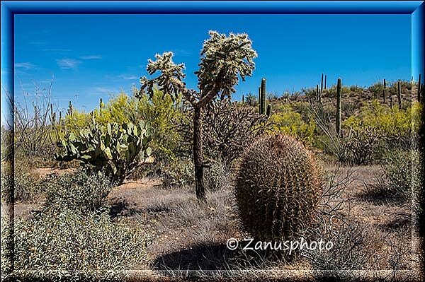 Tucson, dieses Bild zeigt uns drei verwandte Kakteen im Park